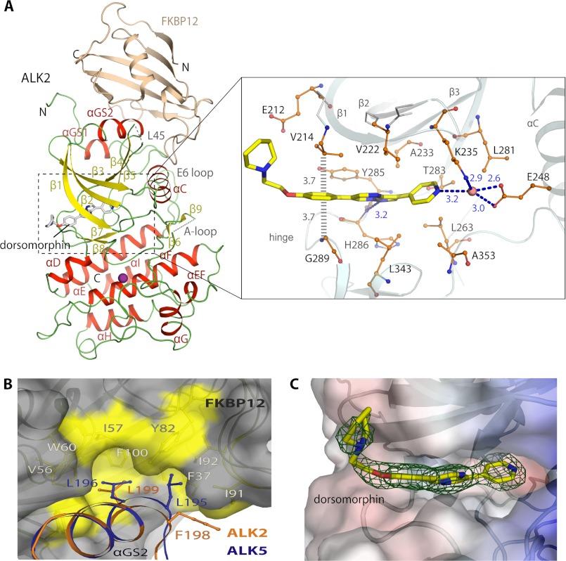 https://cdn.ncbi.nlm.nih.gov/pmc/blobs/7641/3481300/cf8ec42a2671/zbc0461228690003.jpg