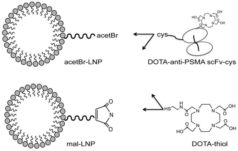 https://cdn.ncbi.nlm.nih.gov/pmc/blobs/7642/9964110/bbeaebba0051/pharmaceuticals-16-00315-g010.jpg