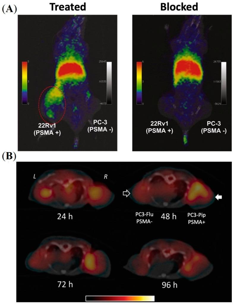 https://cdn.ncbi.nlm.nih.gov/pmc/blobs/7642/9964110/e0b863ef85ad/pharmaceuticals-16-00315-g004.jpg