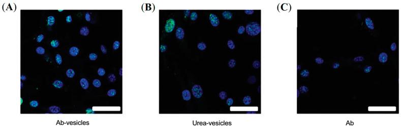 https://cdn.ncbi.nlm.nih.gov/pmc/blobs/7642/9964110/fa5c2f2f5e8b/pharmaceuticals-16-00315-g009.jpg