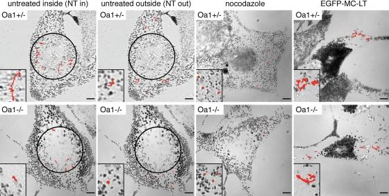 https://cdn.ncbi.nlm.nih.gov/pmc/blobs/7644/2639523/25a2b60b5d4a/ddn24107.jpg