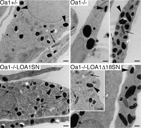 https://cdn.ncbi.nlm.nih.gov/pmc/blobs/7644/2639523/d4bb201c6829/ddn24103.jpg