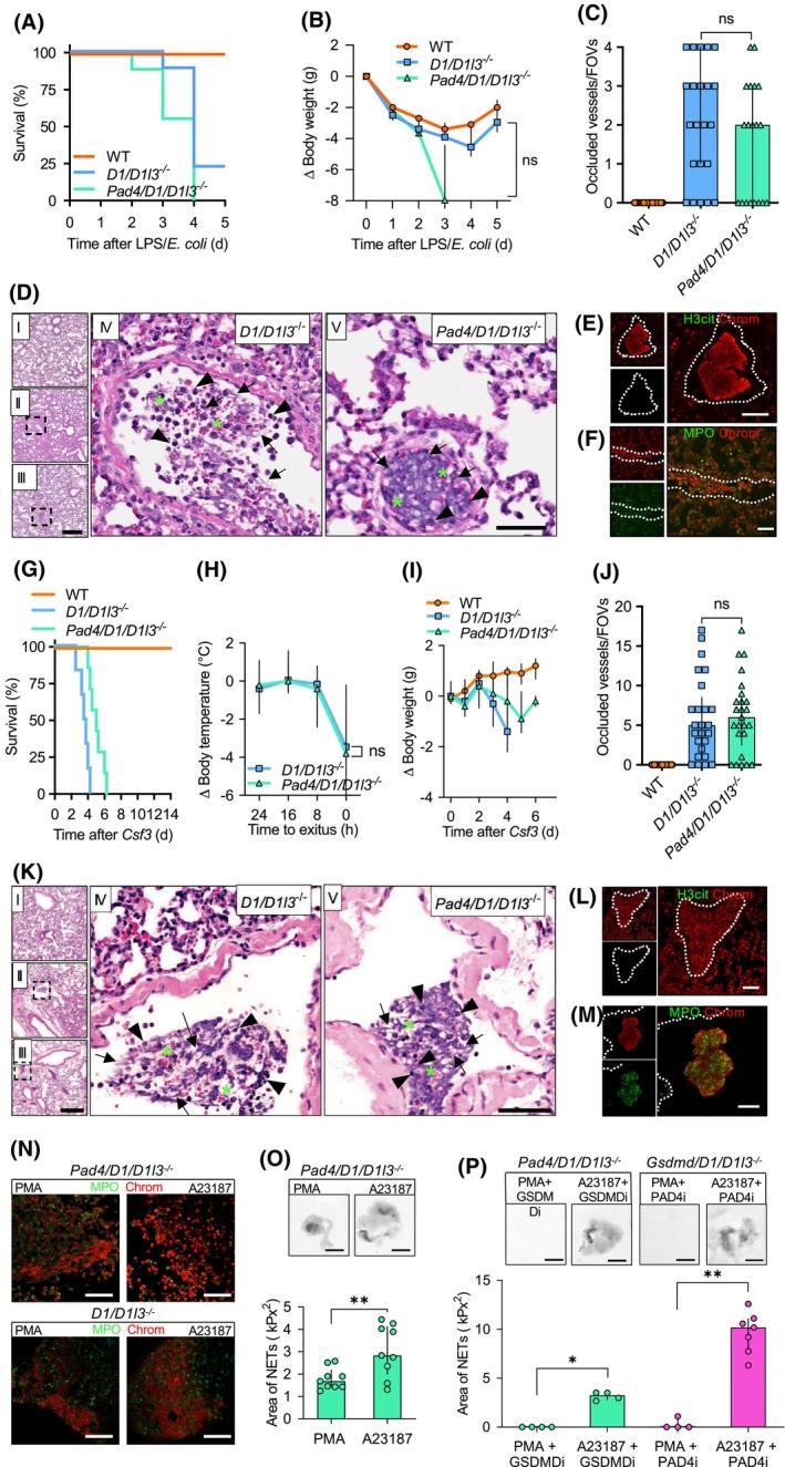 https://cdn.ncbi.nlm.nih.gov/pmc/blobs/7647/11707982/61f9ef797153/FSB2-39-e70301-g001.jpg