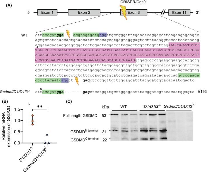 https://cdn.ncbi.nlm.nih.gov/pmc/blobs/7647/11707982/7613acd733a2/FSB2-39-e70301-g003.jpg
