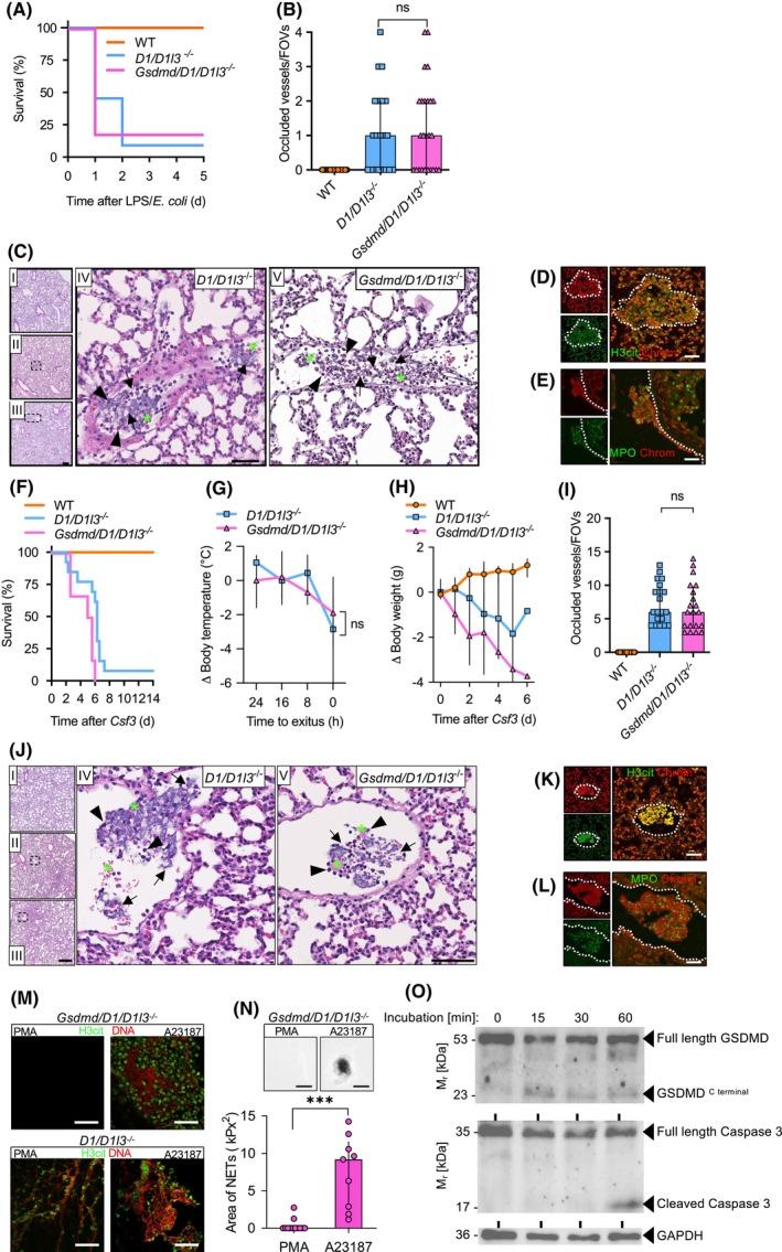https://cdn.ncbi.nlm.nih.gov/pmc/blobs/7647/11707982/a7d7f4612a2d/FSB2-39-e70301-g004.jpg