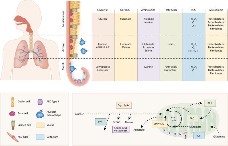https://cdn.ncbi.nlm.nih.gov/pmc/blobs/764a/7658438/69f958d983ca/41385_2020_356_Fig2_HTML.jpg