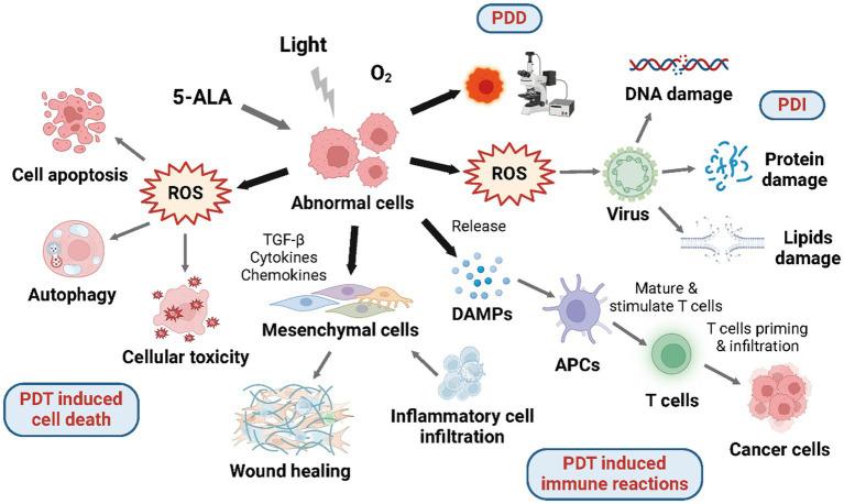 https://cdn.ncbi.nlm.nih.gov/pmc/blobs/764c/11284047/ccea2e6c30e1/fmed-11-1370396-g002.jpg