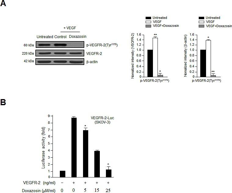 https://cdn.ncbi.nlm.nih.gov/pmc/blobs/7650/4148112/0b69ccae97df/oncotarget-05-4935-g005.jpg