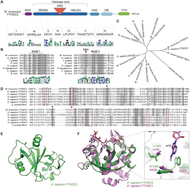 https://cdn.ncbi.nlm.nih.gov/pmc/blobs/7658/5832417/3252e657f3ec/elife-30919-fig8.jpg