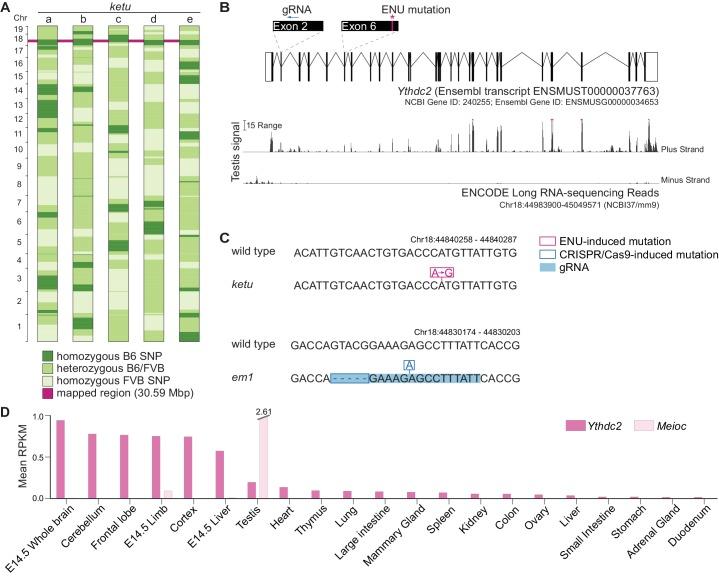 https://cdn.ncbi.nlm.nih.gov/pmc/blobs/7658/5832417/3f7417e5cb4f/elife-30919-fig2.jpg