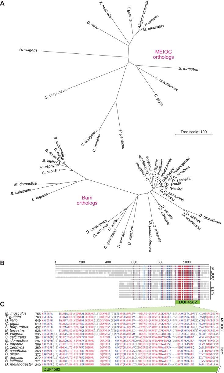 https://cdn.ncbi.nlm.nih.gov/pmc/blobs/7658/5832417/b6aa2f870b07/elife-30919-fig11.jpg