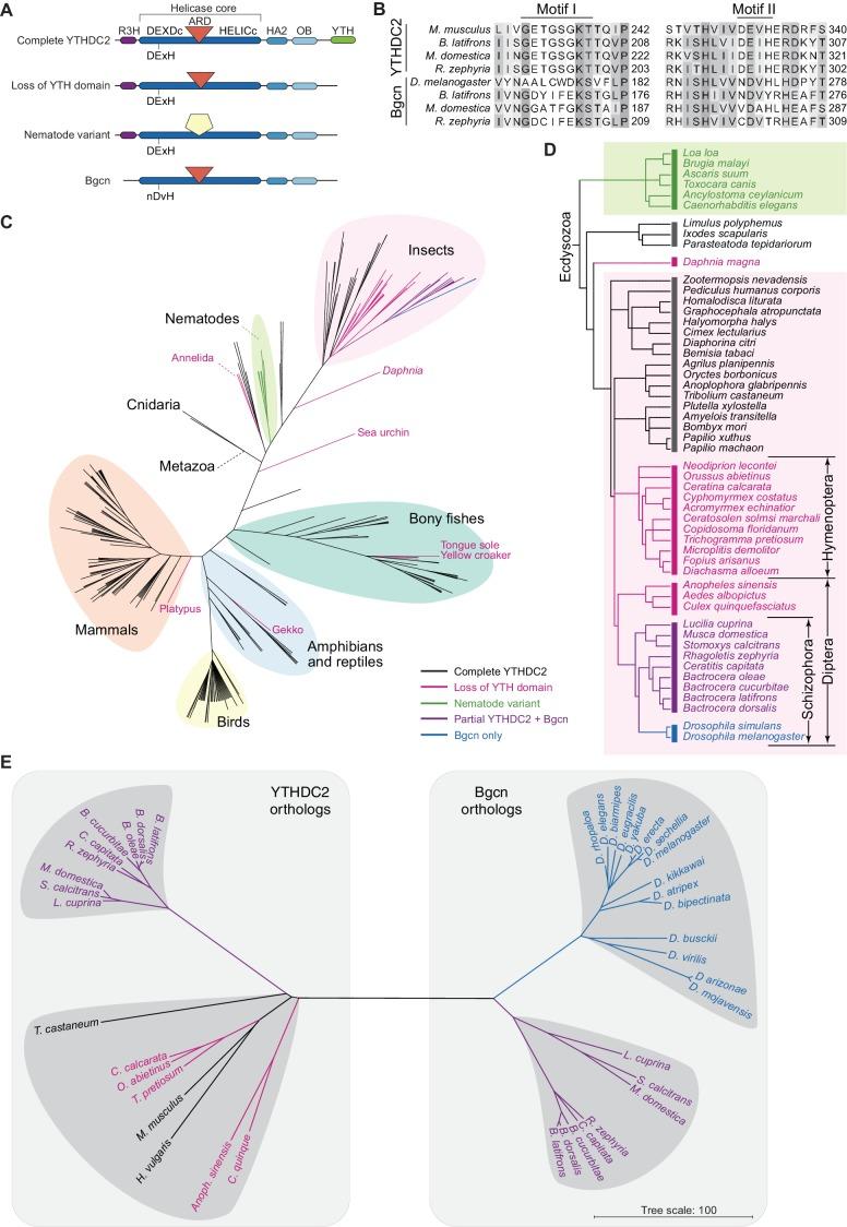 https://cdn.ncbi.nlm.nih.gov/pmc/blobs/7658/5832417/fa69a9e64a73/elife-30919-fig10.jpg