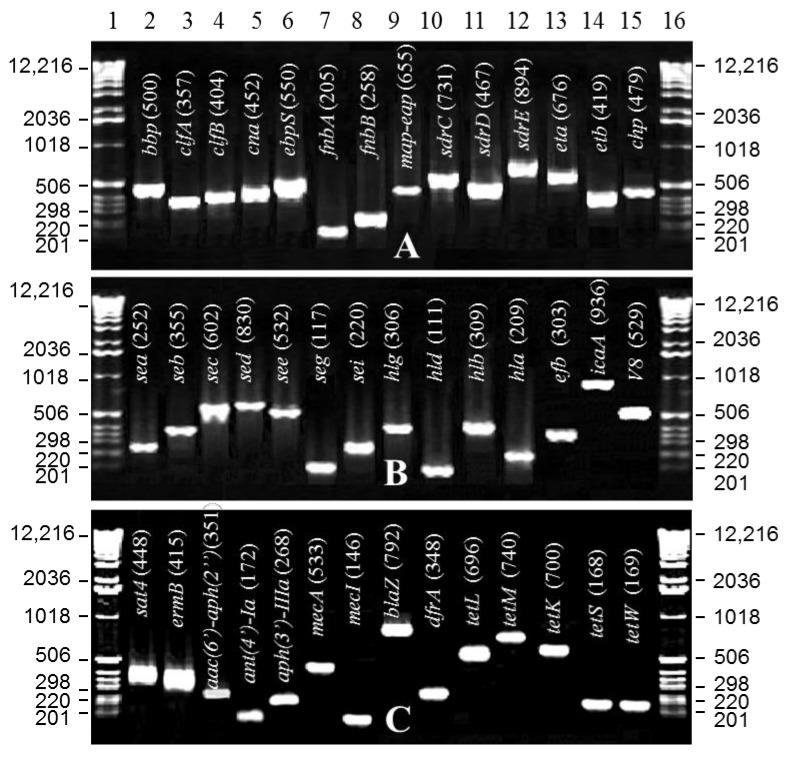 https://cdn.ncbi.nlm.nih.gov/pmc/blobs/7661/8400278/0615cc68c2a0/pathogens-10-00918-g001.jpg