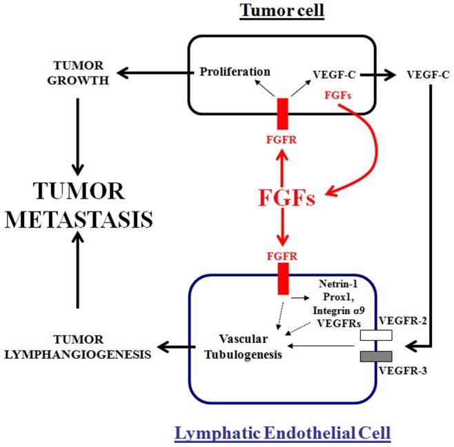 https://cdn.ncbi.nlm.nih.gov/pmc/blobs/7663/3382584/0ade163a752b/pone.0039540.g007.jpg