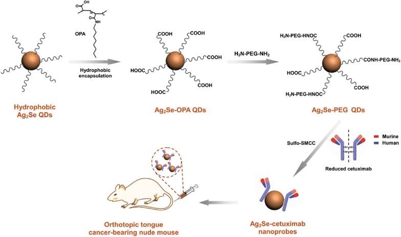 https://cdn.ncbi.nlm.nih.gov/pmc/blobs/7665/5994839/85c2c097c259/12951_2018_378_Fig5_HTML.jpg