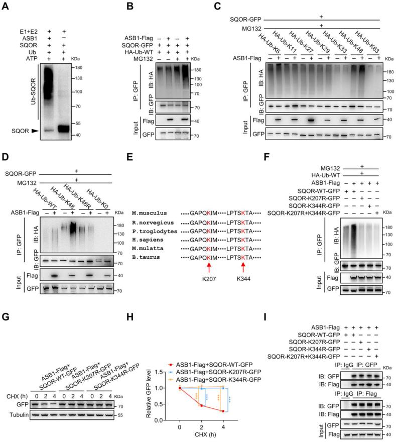 https://cdn.ncbi.nlm.nih.gov/pmc/blobs/7667/11743861/d54a61675177/gr6.jpg