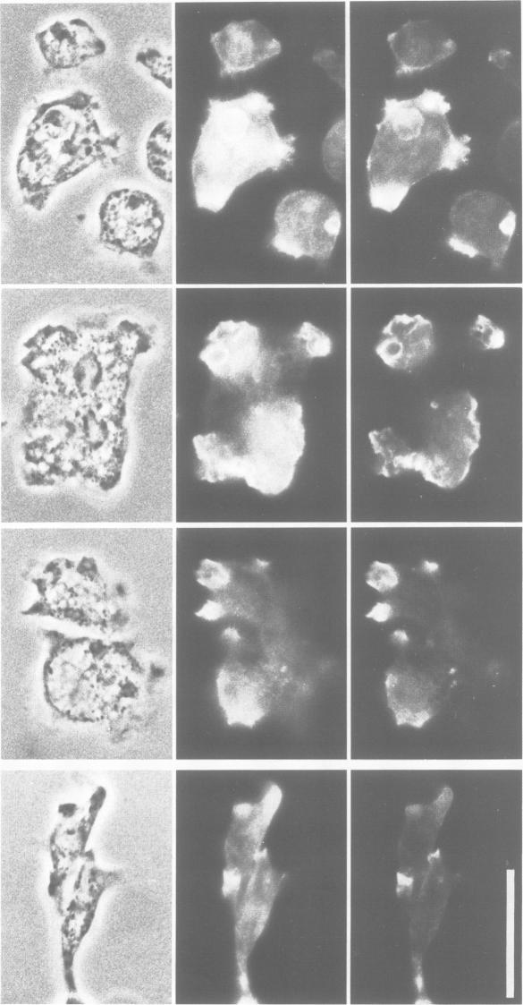 https://cdn.ncbi.nlm.nih.gov/pmc/blobs/7668/453159/2d3ae0a5ed55/emboj00111-0116-a.jpg
