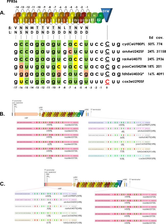 https://cdn.ncbi.nlm.nih.gov/pmc/blobs/766e/10482289/69c4aca13b53/pgen.1010733.g010.jpg