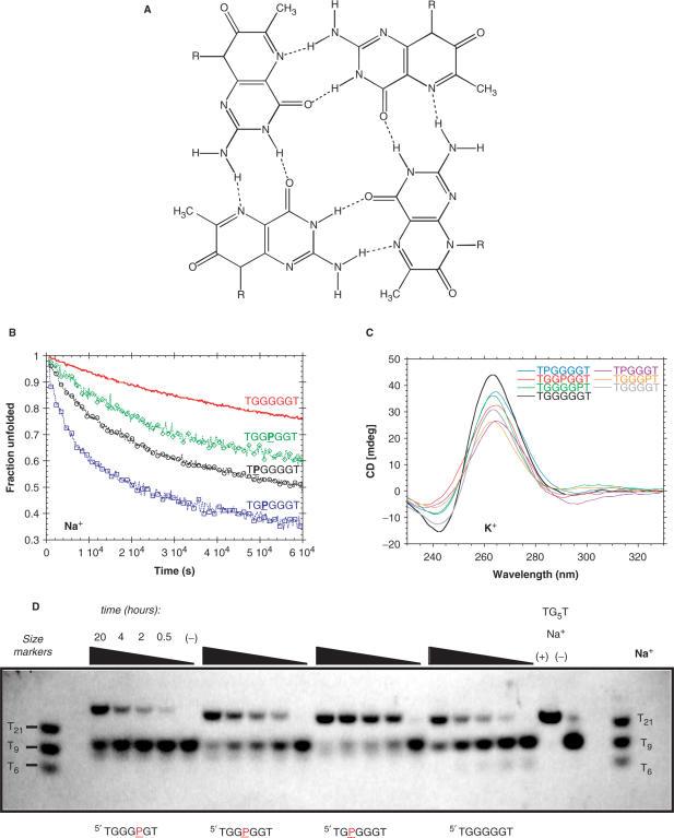 https://cdn.ncbi.nlm.nih.gov/pmc/blobs/766f/1888817/821b57a438c3/gkm111f3.jpg
