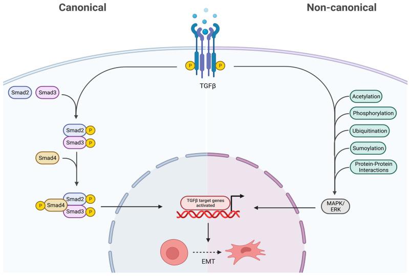 https://cdn.ncbi.nlm.nih.gov/pmc/blobs/7671/10932473/8f5f2a808933/ijms-25-02791-g004.jpg