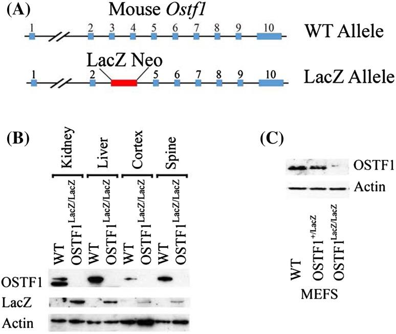 https://cdn.ncbi.nlm.nih.gov/pmc/blobs/7676/5680368/d8441c3d4d93/335_2017_9718_Fig1_HTML.jpg