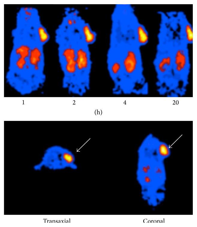 https://cdn.ncbi.nlm.nih.gov/pmc/blobs/7677/4663283/226b02f12f8b/BMRI2015-129764.001.jpg
