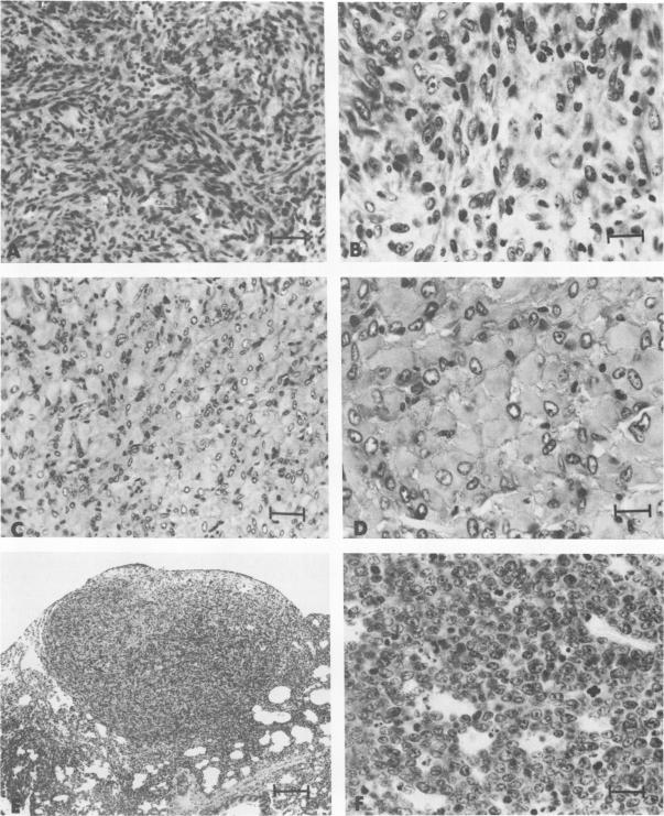 https://cdn.ncbi.nlm.nih.gov/pmc/blobs/7678/254868/7df4c4ada196/jvirol00123-0175-a.jpg