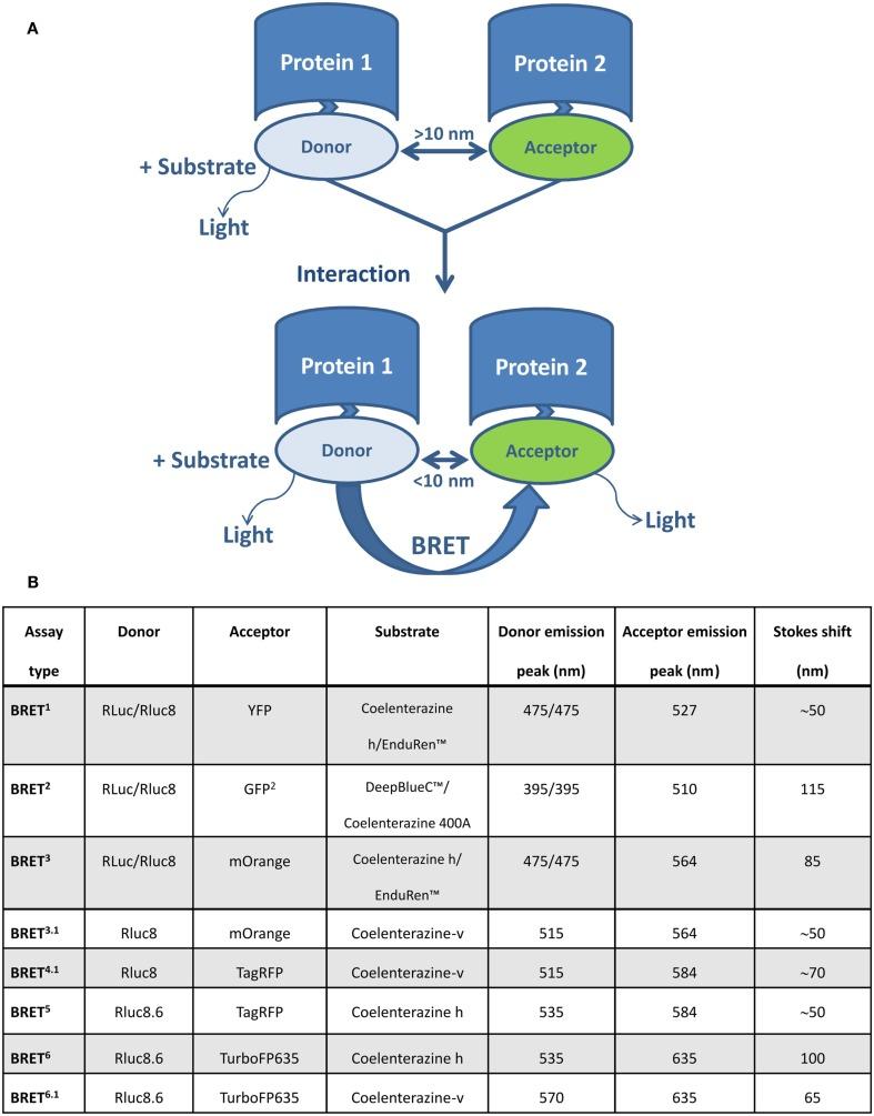 https://cdn.ncbi.nlm.nih.gov/pmc/blobs/767a/3428587/95013cb528d3/fendo-03-00104-g001.jpg