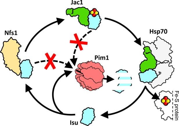 https://cdn.ncbi.nlm.nih.gov/pmc/blobs/767d/4814215/48045e47f44b/1060fig6.jpg