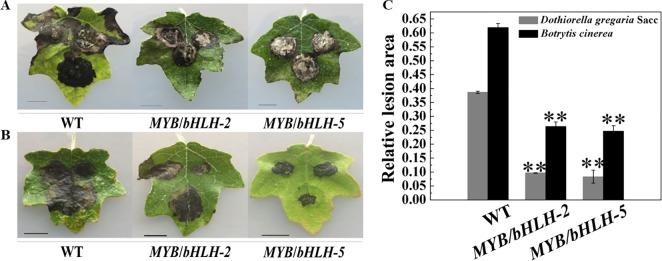 https://cdn.ncbi.nlm.nih.gov/pmc/blobs/767e/7054340/11ee20559035/fpls-10-01772-g004.jpg