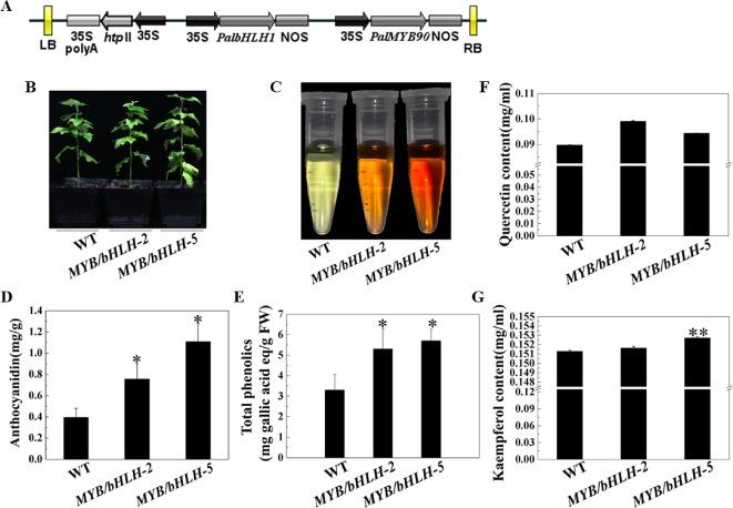 https://cdn.ncbi.nlm.nih.gov/pmc/blobs/767e/7054340/fa2084080cf8/fpls-10-01772-g002.jpg