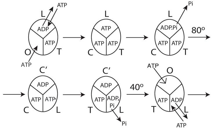 https://cdn.ncbi.nlm.nih.gov/pmc/blobs/7680/10669602/341fe0c12e2c/biomolecules-13-01596-g010.jpg