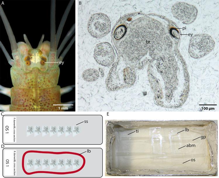https://cdn.ncbi.nlm.nih.gov/pmc/blobs/7680/8487864/9a93b1d620e4/jbm-8-3-e153-g001.jpg
