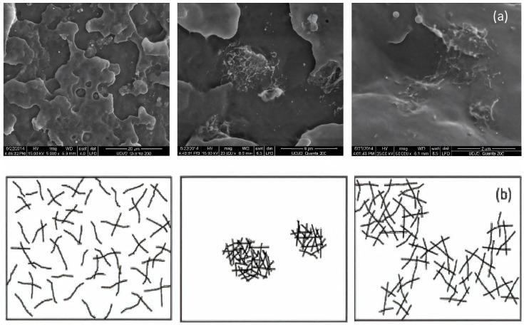 https://cdn.ncbi.nlm.nih.gov/pmc/blobs/7681/11858928/be8743f16095/polymers-17-00517-g008.jpg