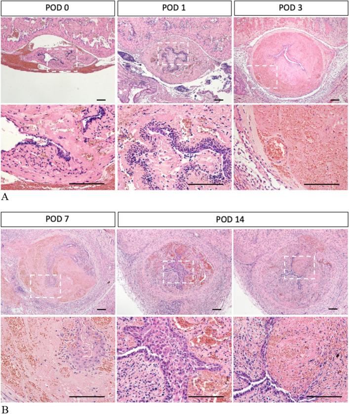 https://cdn.ncbi.nlm.nih.gov/pmc/blobs/7684/10313654/c1d06520d626/41598_2023_37610_Fig3_HTML.jpg