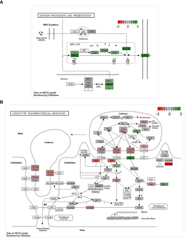 https://cdn.ncbi.nlm.nih.gov/pmc/blobs/7684/10471975/827a9ce0e42b/fimmu-14-1219078-g004.jpg