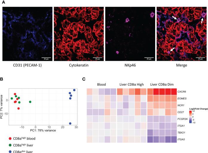 https://cdn.ncbi.nlm.nih.gov/pmc/blobs/7684/10471975/e8e34068cb0c/fimmu-14-1219078-g001.jpg