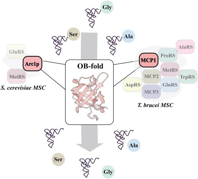 https://cdn.ncbi.nlm.nih.gov/pmc/blobs/7684/12021450/9cc33696ef14/gkaf328fig9.jpg