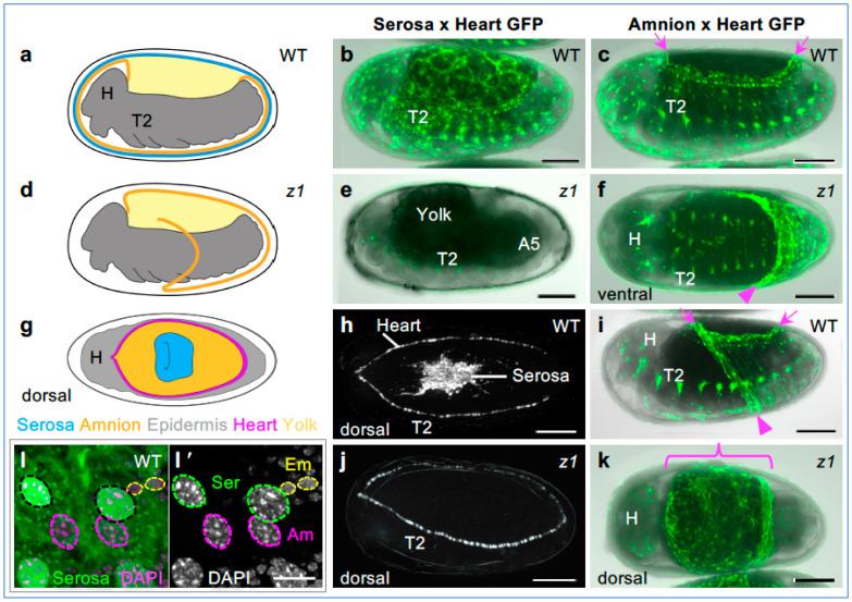 https://cdn.ncbi.nlm.nih.gov/pmc/blobs/7686/11274815/d07888850f93/cells-13-01211-g003.jpg
