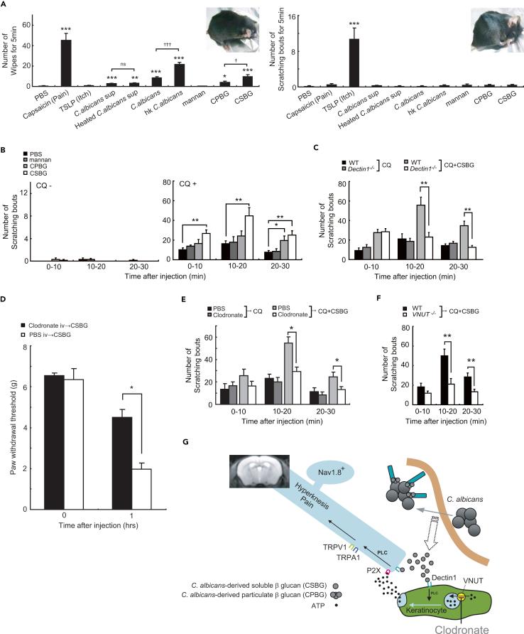 https://cdn.ncbi.nlm.nih.gov/pmc/blobs/7686/6137711/eefabdc12432/gr6.jpg