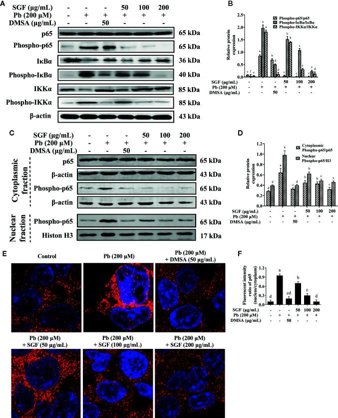 https://cdn.ncbi.nlm.nih.gov/pmc/blobs/7687/7493636/0665cd652cd6/fphar-11-556248-g007.jpg