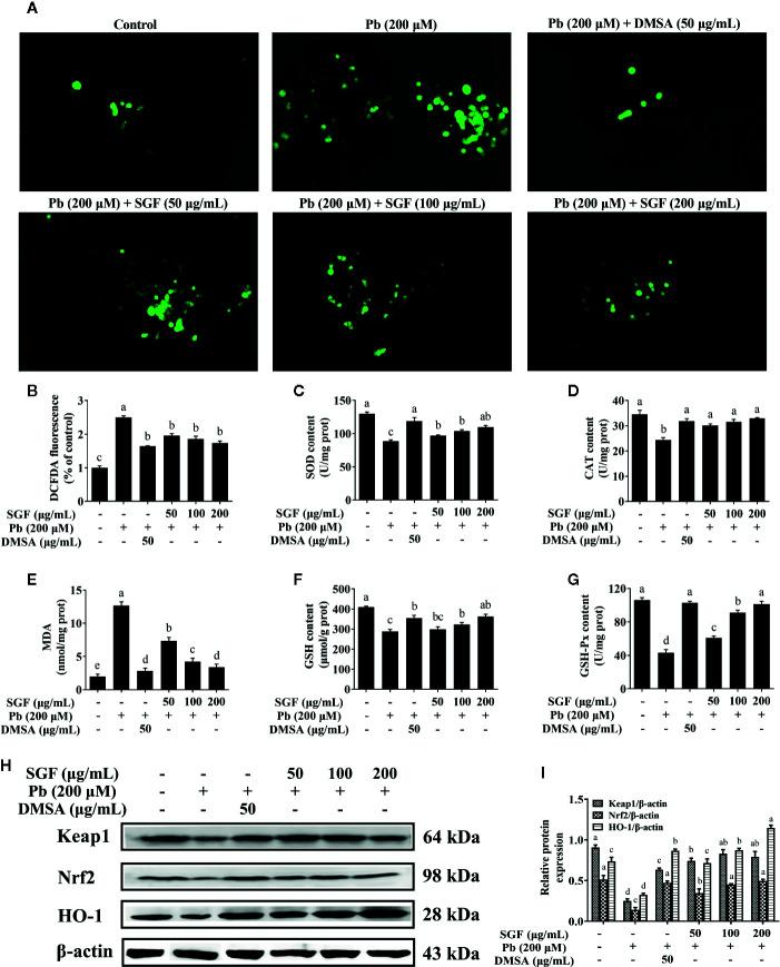 https://cdn.ncbi.nlm.nih.gov/pmc/blobs/7687/7493636/762b15755934/fphar-11-556248-g006.jpg