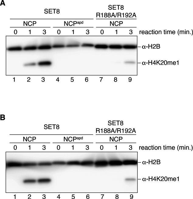 https://cdn.ncbi.nlm.nih.gov/pmc/blobs/7688/7893823/2b538af51019/LSA-2020-00919_FigS7.jpg