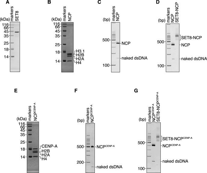https://cdn.ncbi.nlm.nih.gov/pmc/blobs/7688/7893823/4955a9501193/LSA-2020-00919_FigS1.jpg