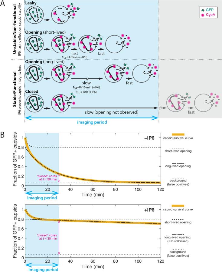 https://cdn.ncbi.nlm.nih.gov/pmc/blobs/768c/10863983/f8d97355f653/elife-83605-fig2-figsupp2.jpg
