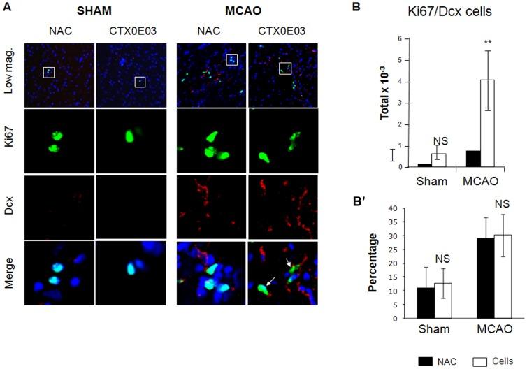 https://cdn.ncbi.nlm.nih.gov/pmc/blobs/768d/3503964/649295990b4c/pone.0050444.g004.jpg