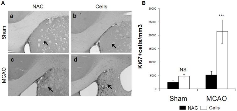 https://cdn.ncbi.nlm.nih.gov/pmc/blobs/768d/3503964/b68e18e37f7e/pone.0050444.g003.jpg