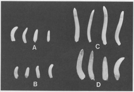 https://cdn.ncbi.nlm.nih.gov/pmc/blobs/7691/426183/d2b491f4f7ea/plntphys00543-0259-a.jpg