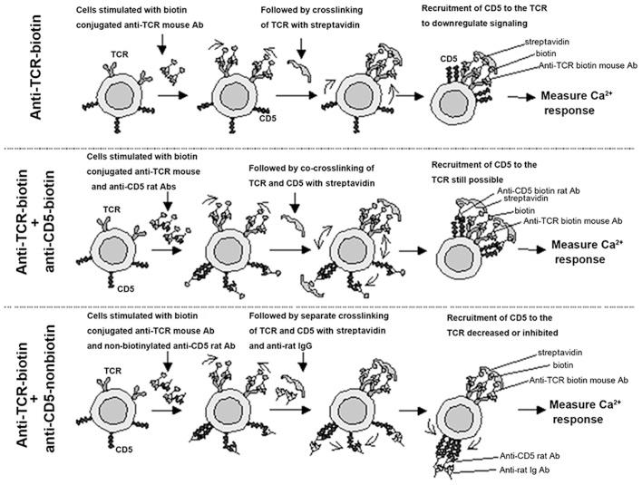 https://cdn.ncbi.nlm.nih.gov/pmc/blobs/7693/4899029/2d885bcb389b/IJMM-38-01-0045-g04.jpg
