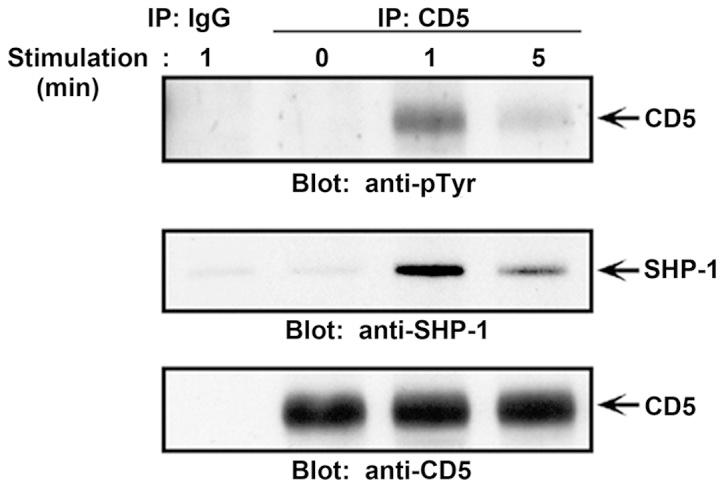 https://cdn.ncbi.nlm.nih.gov/pmc/blobs/7693/4899029/d7b5105ed2e9/IJMM-38-01-0045-g00.jpg